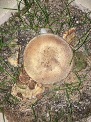 Ganoderma zonatum