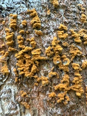 Trentepohlia