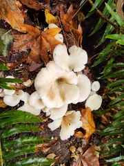 Pleurocybella porrigens