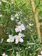 Zanthoxyloideae