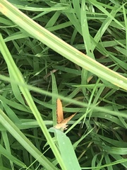 Chrysolarentia correlata