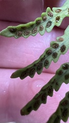 Notogrammitis heterophylla