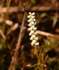 Spiranthes odorata