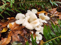 Pleurocybella porrigens