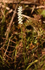 Spiranthes odorata