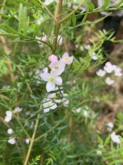 Zanthoxyloideae