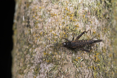 Pentacentrus formosanus