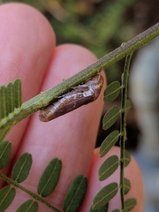 Oncometopia hamiltoni