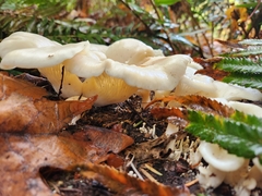 Pleurocybella porrigens