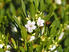 Myoporum montanum