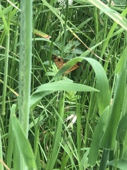 Chrysolarentia correlata