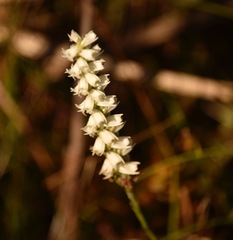 Spiranthes odorata
