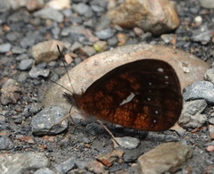 Lymanopoda ferruginosa