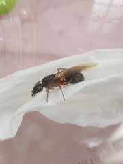 Camponotus festinus