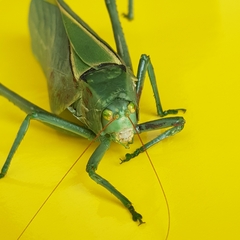 Stilpnochlora azteca