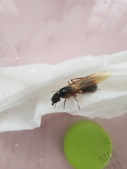 Camponotus festinus
