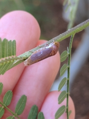 Oncometopia hamiltoni