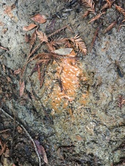 Gallionellaceae