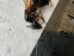 Camponotus festinus