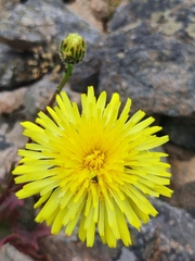 Malacothrix glabrata