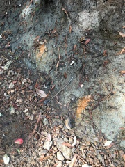 Gallionellaceae