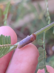 Oncometopia hamiltoni