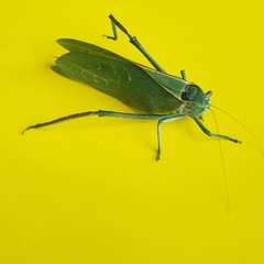 Stilpnochlora azteca