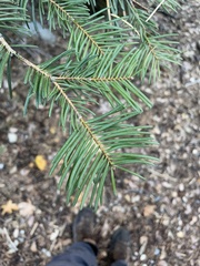 Abies concolor