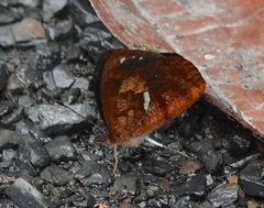 Lymanopoda umbratilis