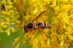 Euodynerus annulatus