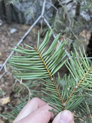 Abies concolor