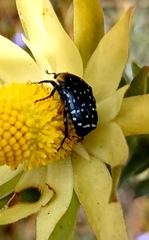 Oxythyrea marginalis