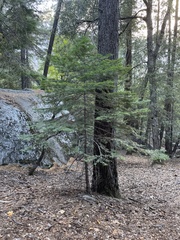Abies concolor