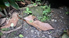 Micrurus mosquitensis