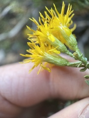 Ericameria cuneata