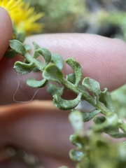 Ericameria cuneata