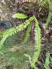 Nephrolepis cordifolia