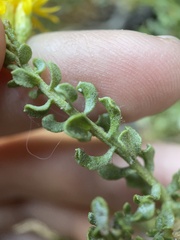 Ericameria cuneata