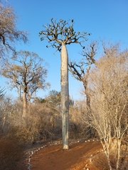 Pachypodium
