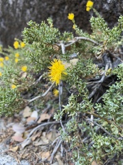 Ericameria cuneata