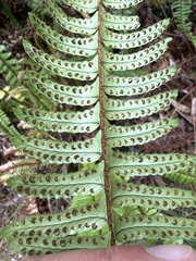 Nephrolepis cordifolia
