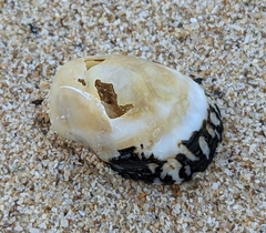 Nerita albicilla