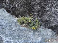 Ericameria cuneata