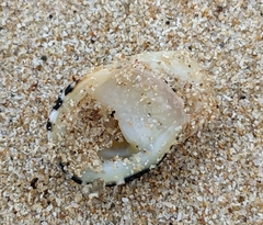Nerita albicilla