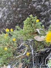 Ericameria cuneata