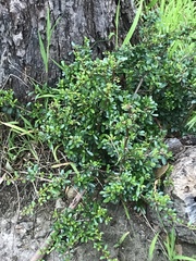 Coprosma quadrifida