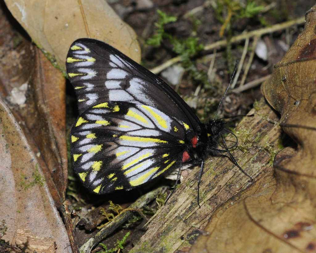 Catasticta anaitis