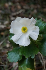 Ranunculus lyallii