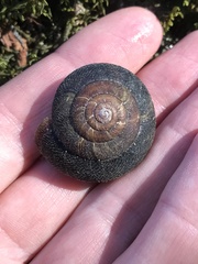 Monadenia infumata