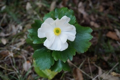 Ranunculus lyallii